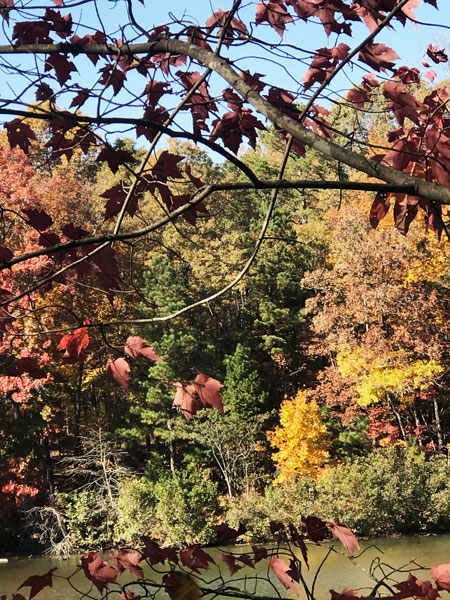 Fall foliage at The Greenway