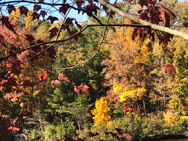 Fall foliage at The Greenway