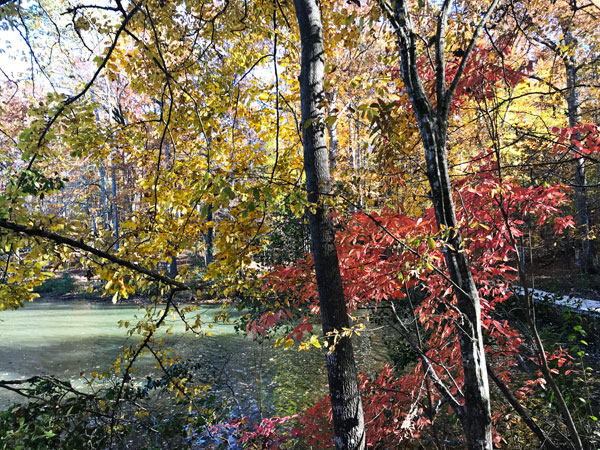 Fall foliage at The Greenway