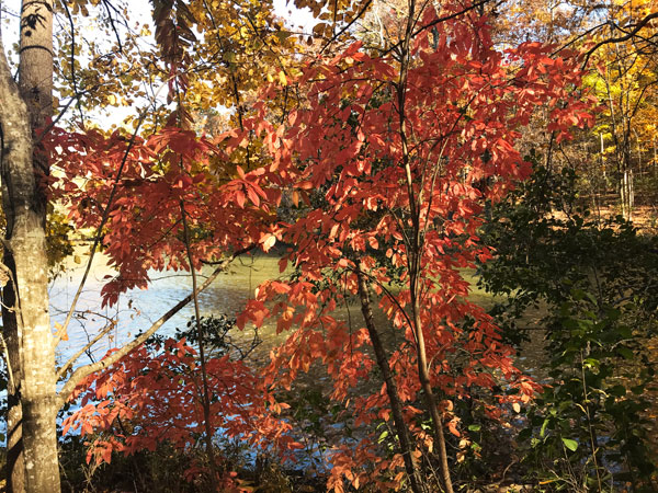 Fall foliage at The Greenway