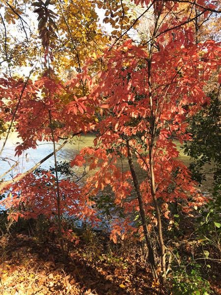 Fall foliage at The Greenway