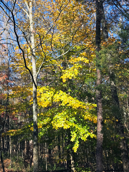 Fall foliage at The Greenway