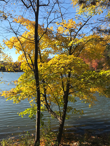 Fall foliage at The Greenway