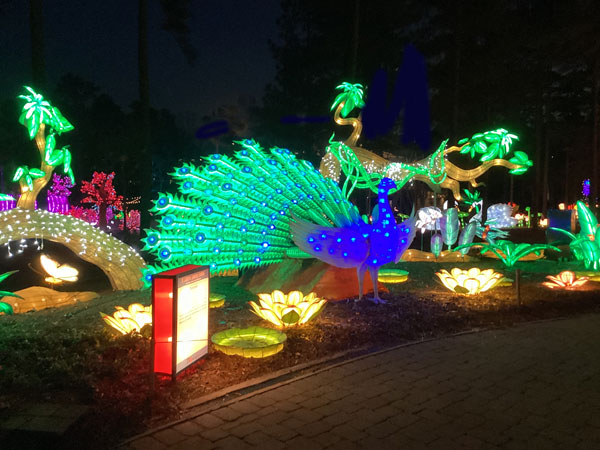 Lighted flowers and a Peacock