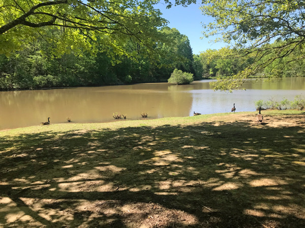 ducks at Anne Greene  Greenway