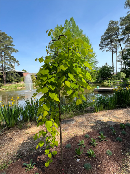 weeping Cercis Tree 