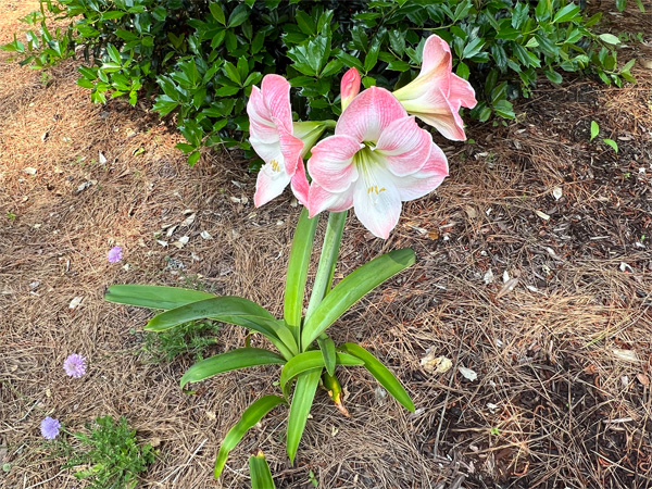 flowers