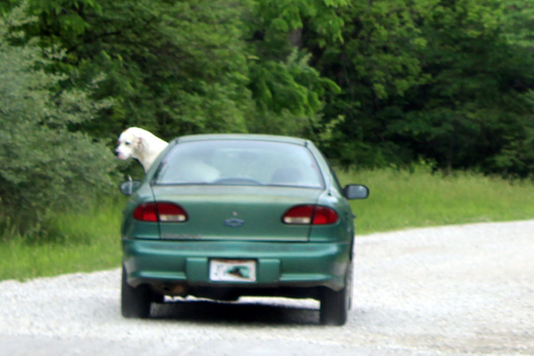 really big dog in a moving car window