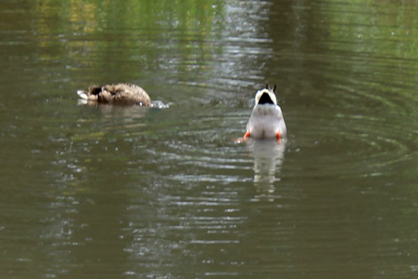 duck butts