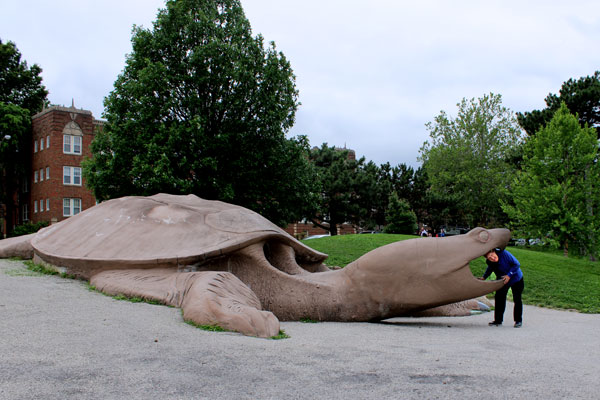 The big turtle has Lee Duquette in its mouth