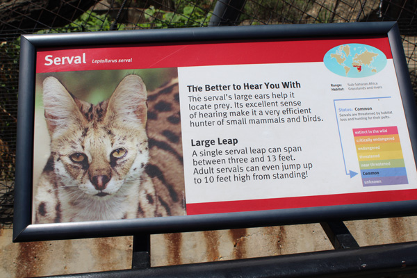 Serval sign