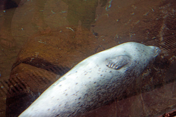 seal