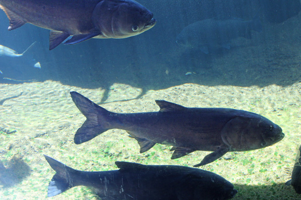 fish