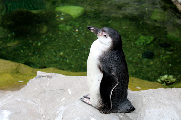 penquin at St. Louis Zoo