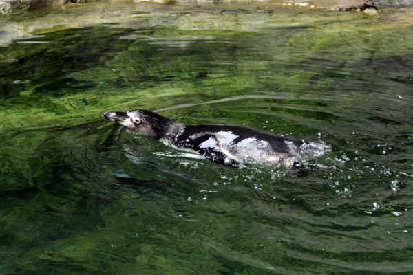 penquin at St. Louis Zoo