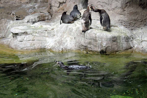penquin at St. Louis Zoo