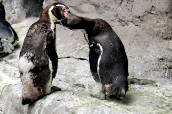 kissing cousins