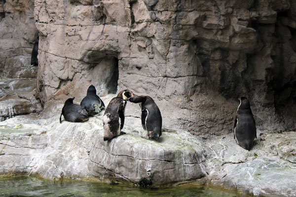 penquin at St. Louis Zoo