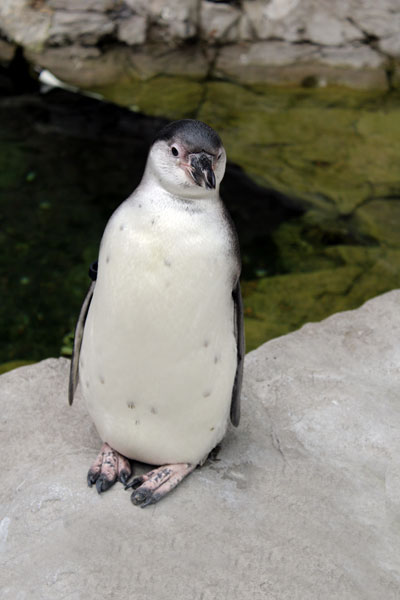 penquin at St. Louis Zoo