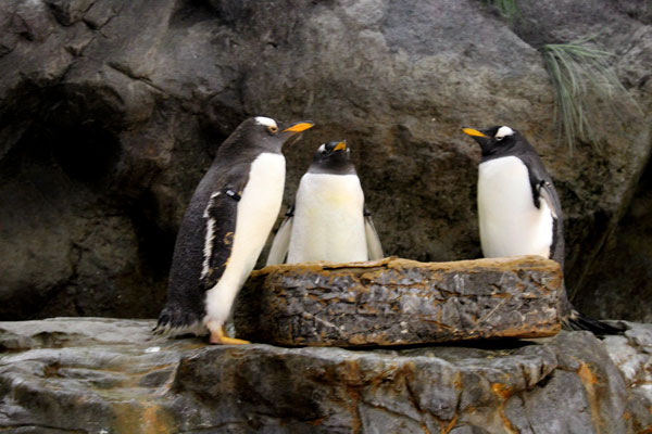 penquin at St. Louis Zoo