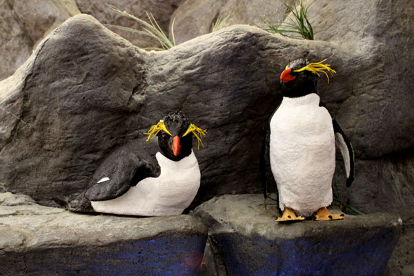 penquins at St. Louis Zoo
