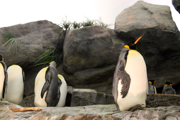 penquins at St. Louis Zoo