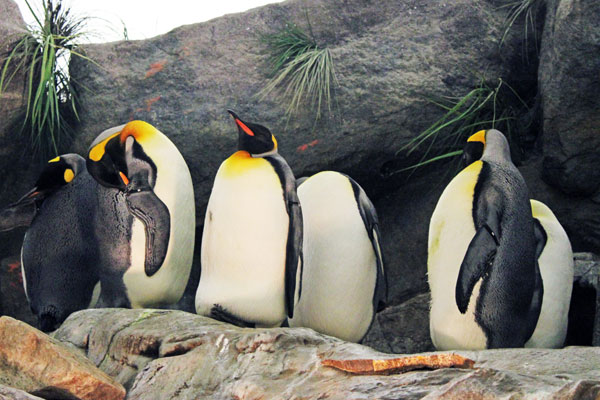 penquins at St. Louis Zoo