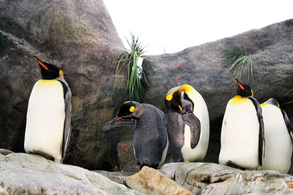 penquins at St. Louis Zoo