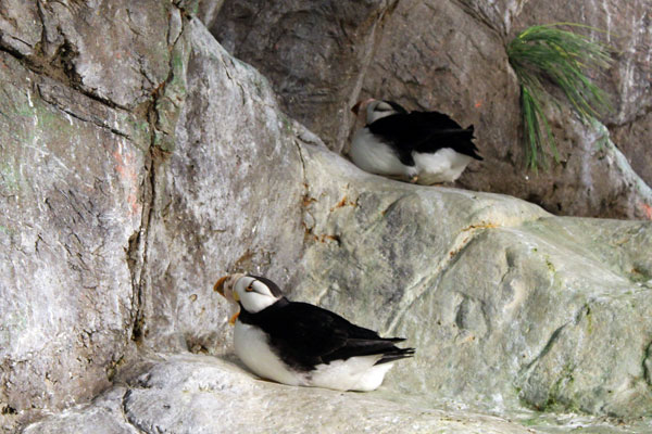 Puffins