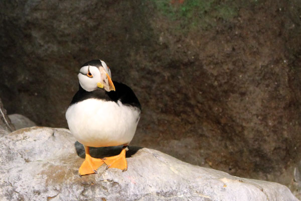 Puffin