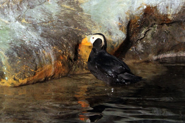 Puffin