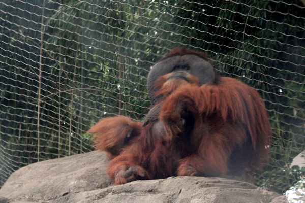 Orangutan