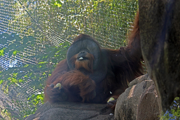 Orangutan