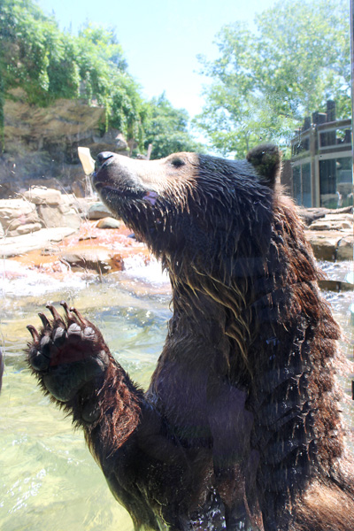 Brown Grizzly Bear