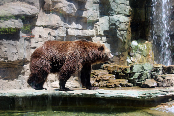 Brown Grizzly Bear