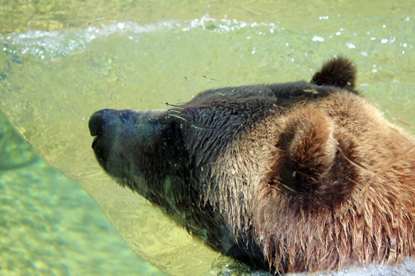 Brown Grizzly Bear