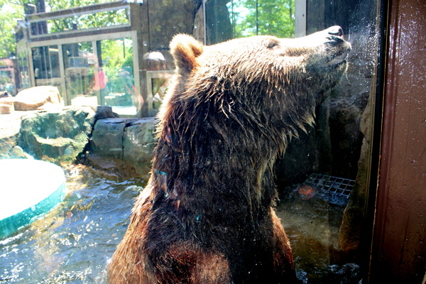 Brown Grizzly Bear