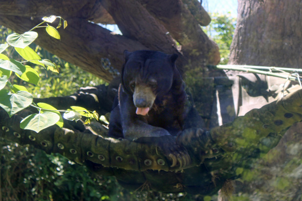 Black bear