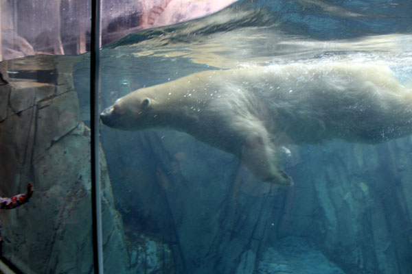 THE POLAR BEAR