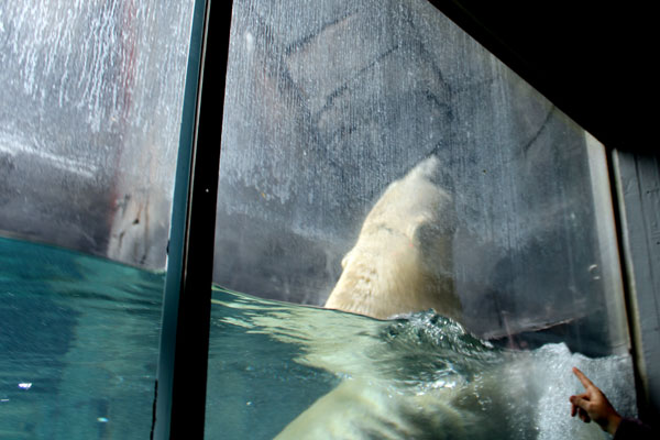 THE POLAR BEAR