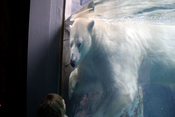 THE POLAR BEAR
