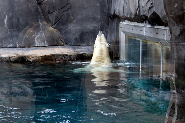 THE POLAR BEAR