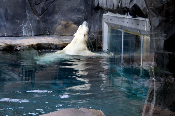 THE POLAR BEAR