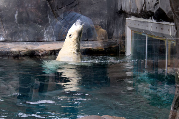 THE POLAR BEAR
