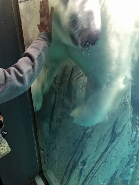 THE POLAR BEAR