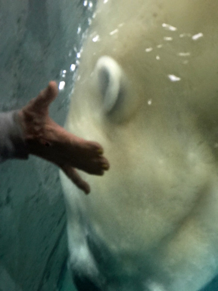 THE POLAR BEAR