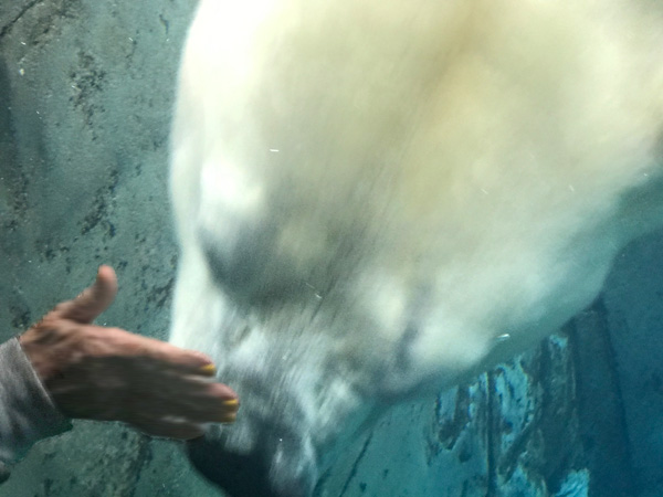 THE POLAR BEAR