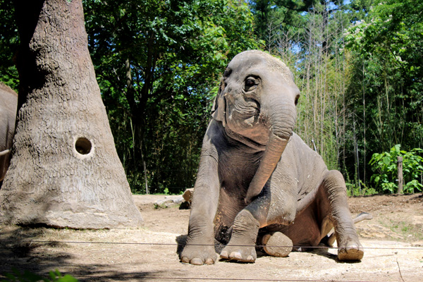 Asian Elephant