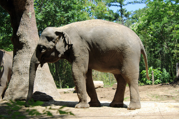 Asian Elephant