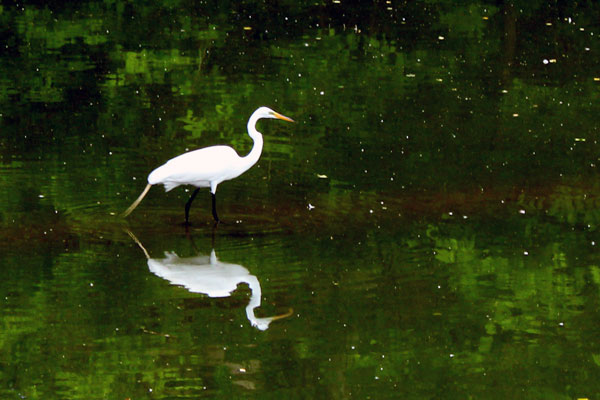 Egret